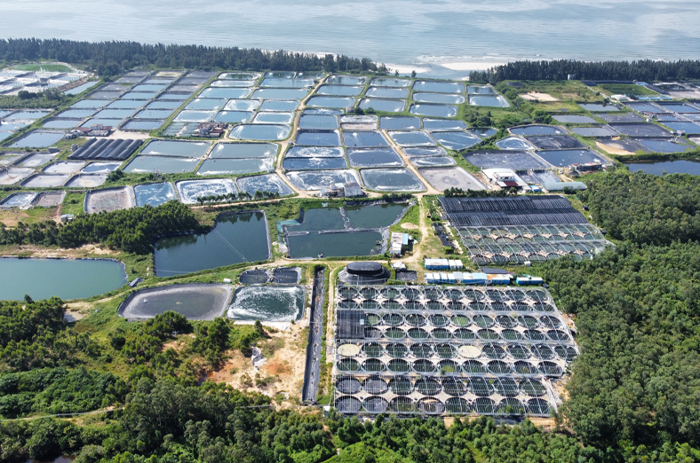 項目的設計和施工圖預算編制工作，包括138座陸基養(yǎng)殖池和3個高位池，設計尾水處理規(guī)模4000m3/d，助力陽西縣海水魚苗行業(yè)高質量發(fā)展，為綠色漁業(yè)發(fā)展提供技術支撐